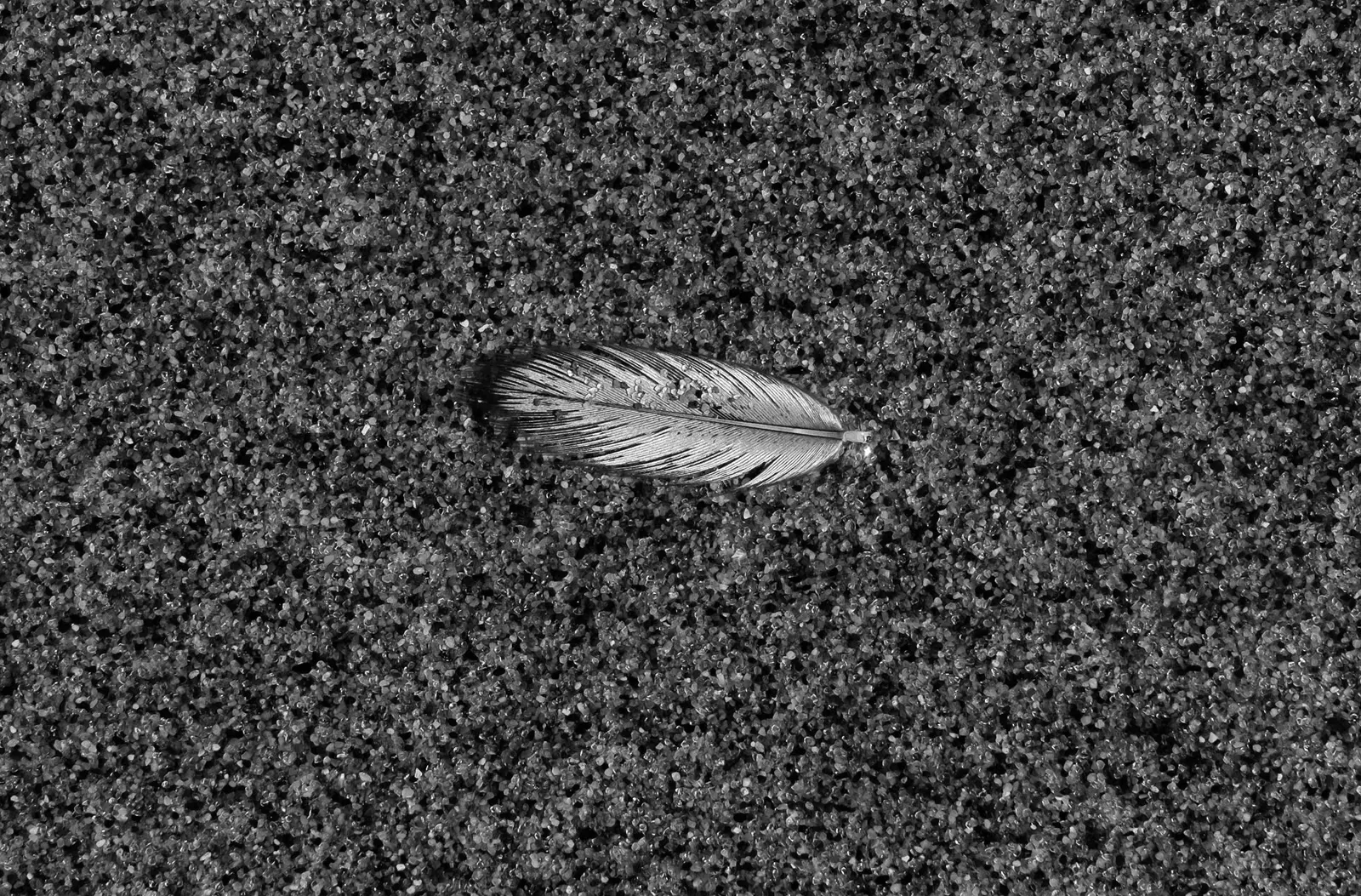 A gull feather, lost on the tideline