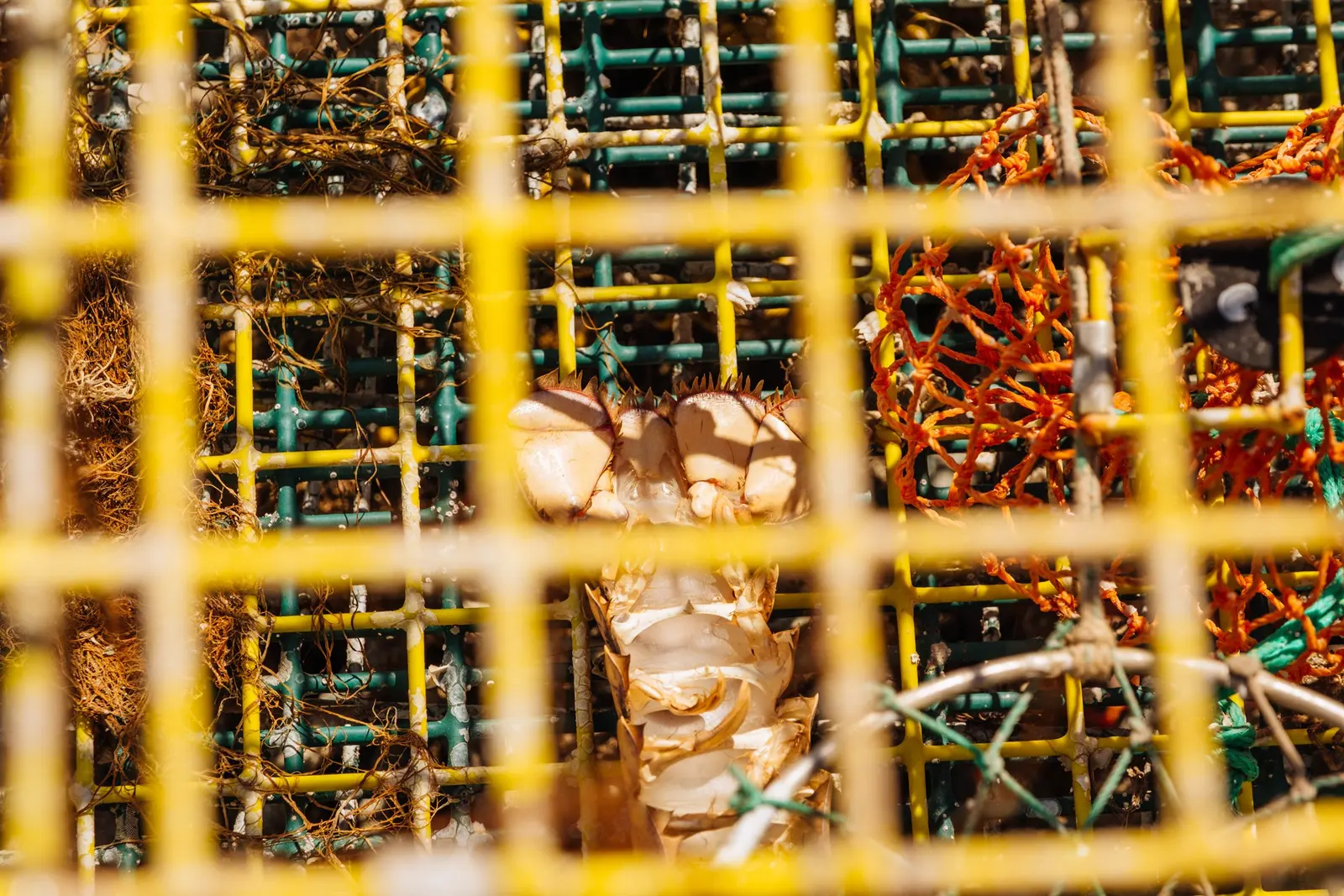 Through the wire, the whole point of the trip